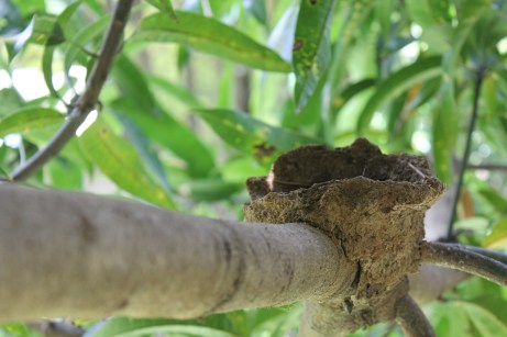 Little mud bird's nest