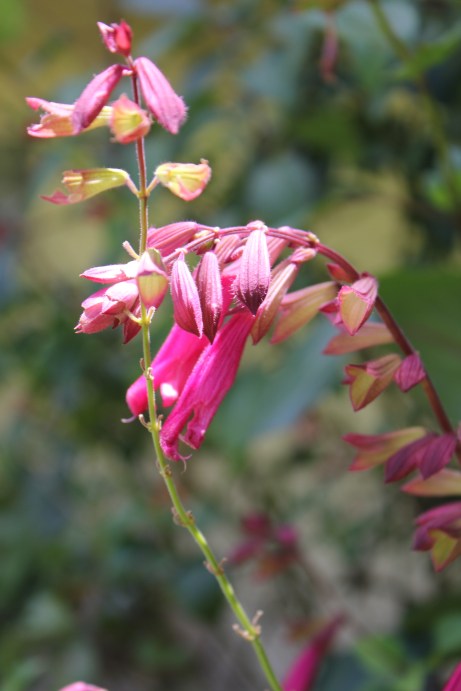 More pretty pink flowers