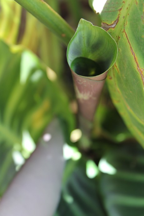 Loving the curled up leaves on this plant!
