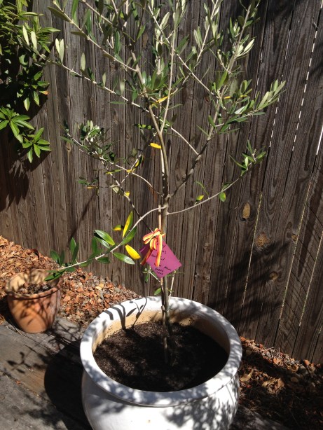 The olive tree I always wanted as an early Christmas present from Brett :)
